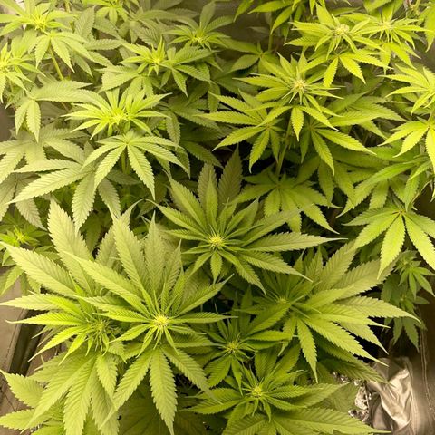 Peanut Butter Cookies #1 growlog photo: Flowertime 🎄🎄🎄