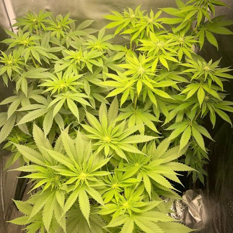 Peanut Butter Cookies #1 growlog photo: Flowertime 🎄🎄🎄