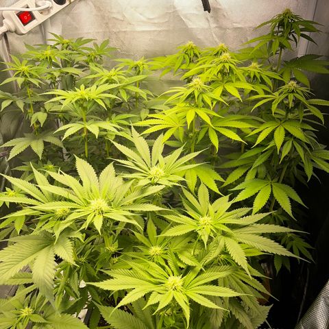 Peanut Butter Cookies #1 growlog timeline photo