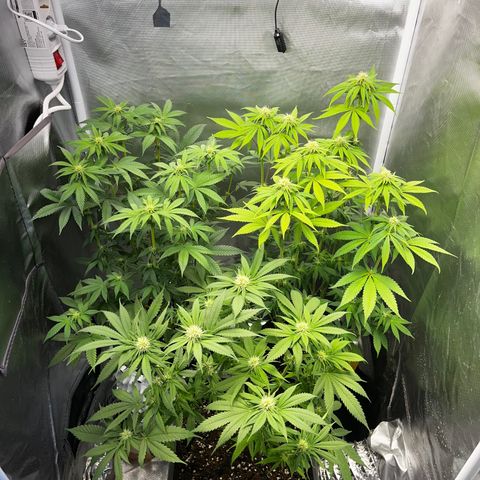 Peanut Butter Cookies #1 growlog photo: After trimming, defoliation and a bit of lst on the apricot sherbert 