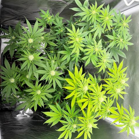 Peanut Butter Cookies #1 growlog photo: After trimming, defoliation and a bit of lst on the apricot sherbert 