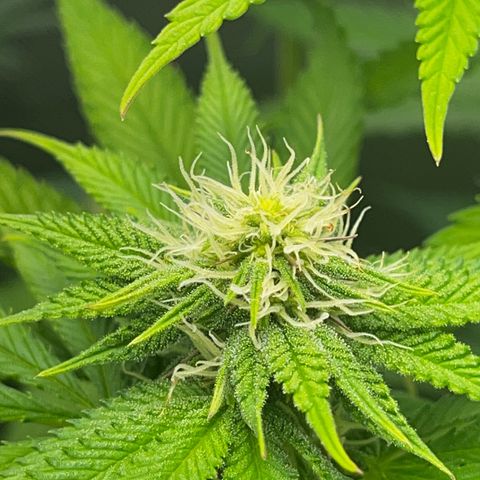 Peanut Butter Cookies #1 growlog timeline photo