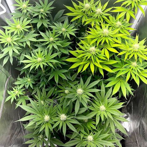 Peanut Butter Cookies #1 growlog timeline photo