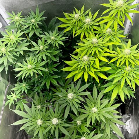 Peanut Butter Cookies #1 growlog photo: Flower Power 