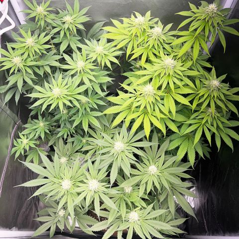 Peanut Butter Cookies #1 growlog timeline photo