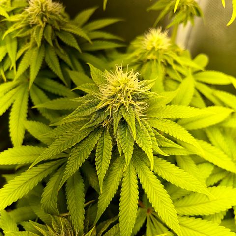 Peanut Butter Cookies #1 growlog timeline photo