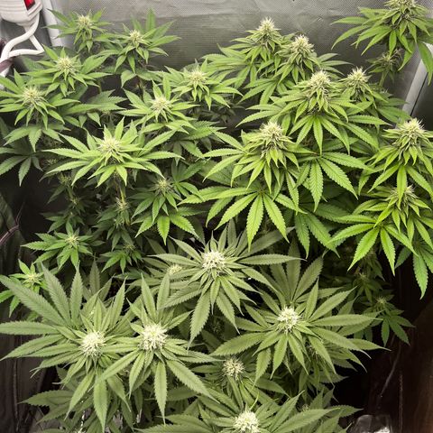 Peanut Butter Cookies #1 growlog timeline photo