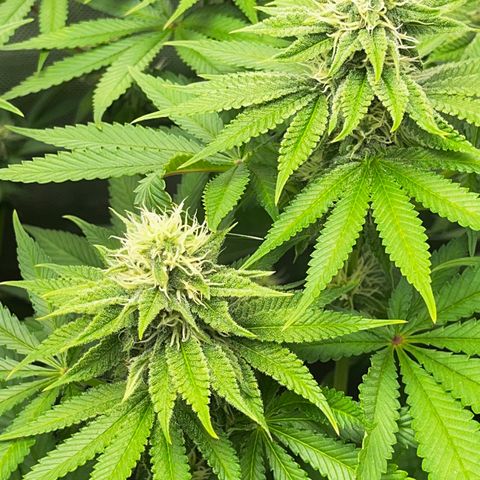 Peanut Butter Cookies #1 growlog timeline photo