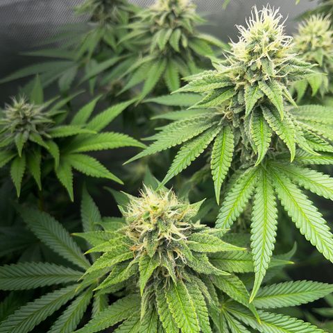 Peanut Butter Cookies #1 growlog timeline photo