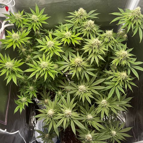 Peanut Butter Cookies #1 growlog timeline photo