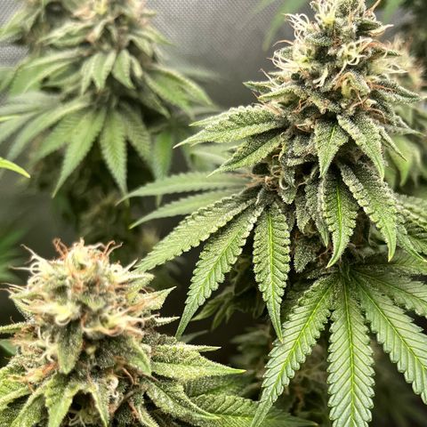 Peanut Butter Cookies #1 growlog timeline photo