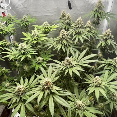 Peanut Butter Cookies #1 growlog photo: Ladys looking good
