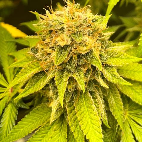 Peanut Butter Cookies #1 growlog timeline photo