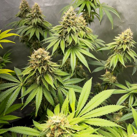 Peanut Butter Cookies #1 growlog timeline photo