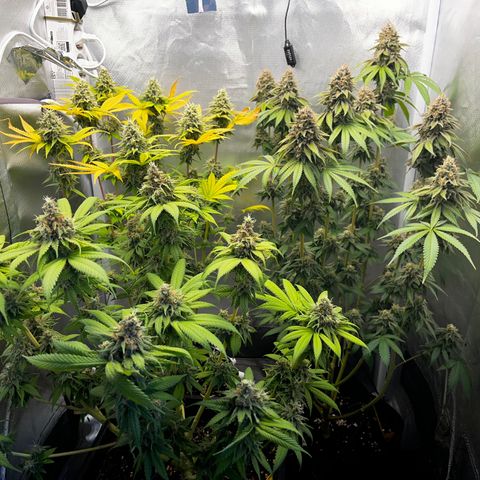 Peanut Butter Cookies #1 growlog timeline photo