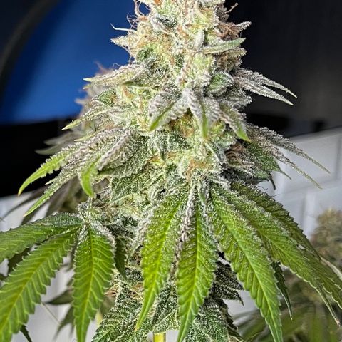 Peanut Butter Cookies #1 growlog timeline photo