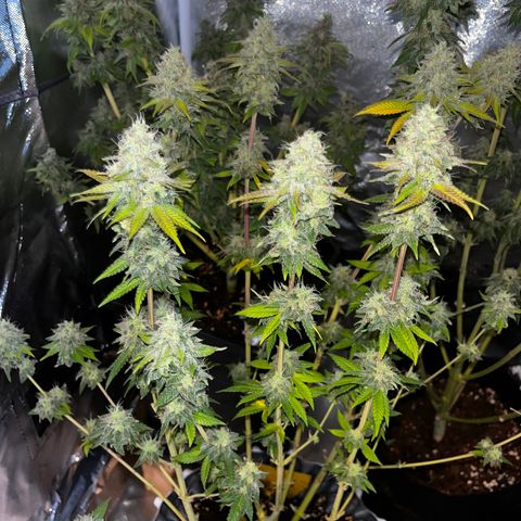 Peanut Butter Cookies #1 growlog timeline photo
