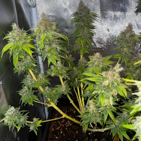 Peanut Butter Cookies #1 growlog timeline photo