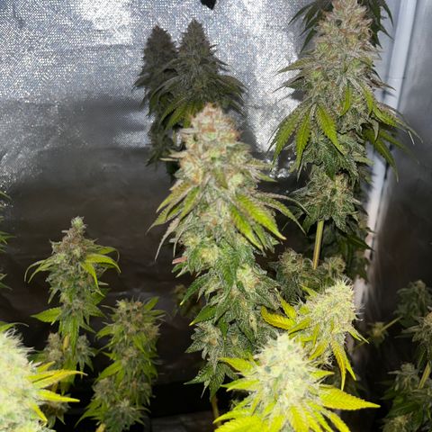 Peanut Butter Cookies #1 growlog timeline photo