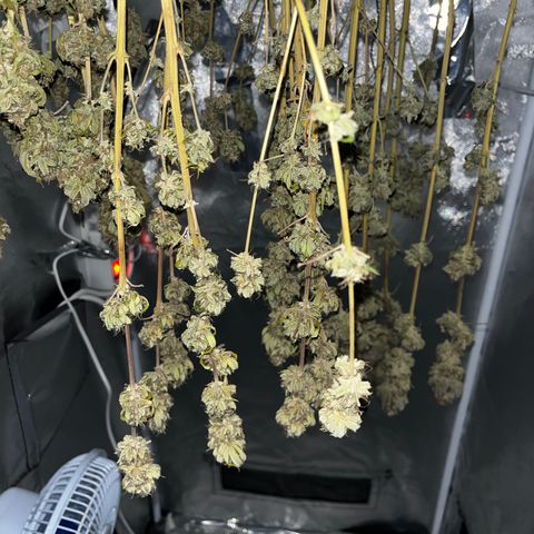 Peanut Butter Cookies #1 growlog timeline photo
