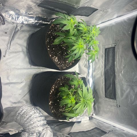 BOOBERRY COOKIES RBX growlog timeline photo