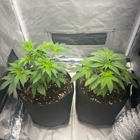 BOOBERRY COOKIES RBX growlog timeline photo