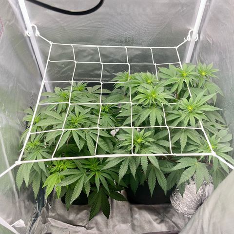 BOOBERRY COOKIES RBX growlog timeline photo