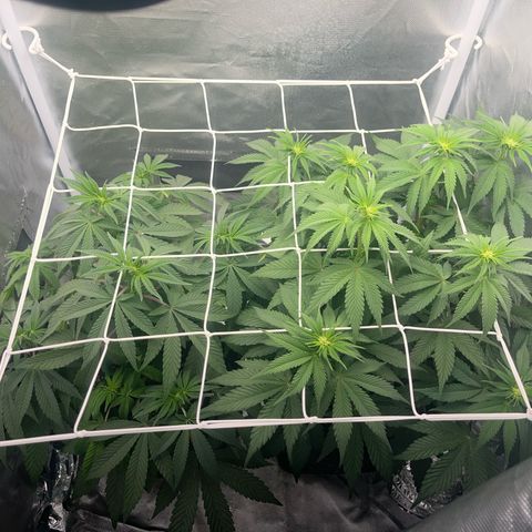 BOOBERRY COOKIES RBX growlog photo: Scrog net 