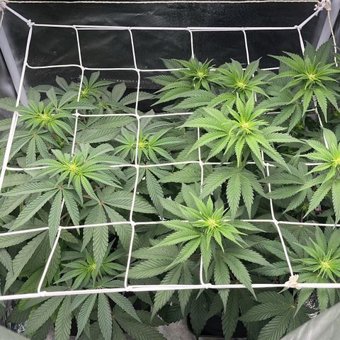 BOOBERRY COOKIES RBX growlog timeline photo