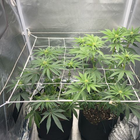 BOOBERRY COOKIES RBX growlog timeline photo