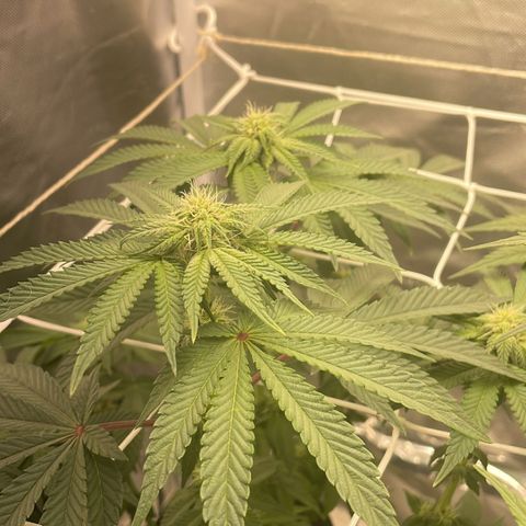 KMINTZ growlog timeline photo