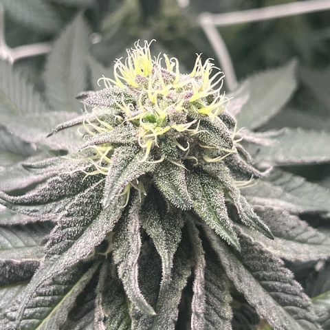 BOOBERRY COOKIES RBX growlog photo: Wow