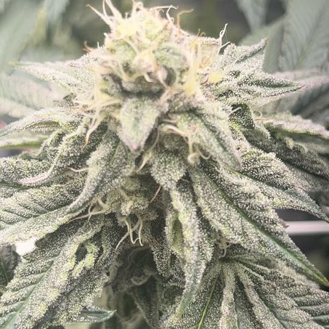 BOOBERRY COOKIES RBX growlog photo: Wow