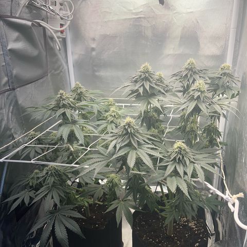 BOOBERRY COOKIES RBX growlog photo: Wow