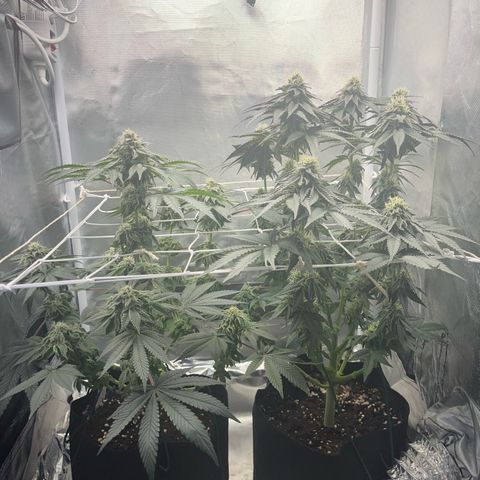 BOOBERRY COOKIES RBX growlog photo: Wow