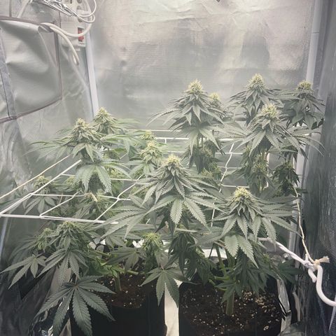 BOOBERRY COOKIES RBX growlog photo: Wow