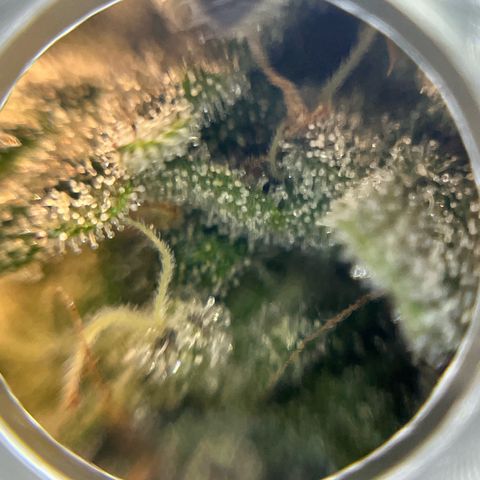 BOOBERRY COOKIES RBX growlog timeline photo