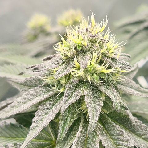 BOOBERRY COOKIES RBX growlog timeline photo