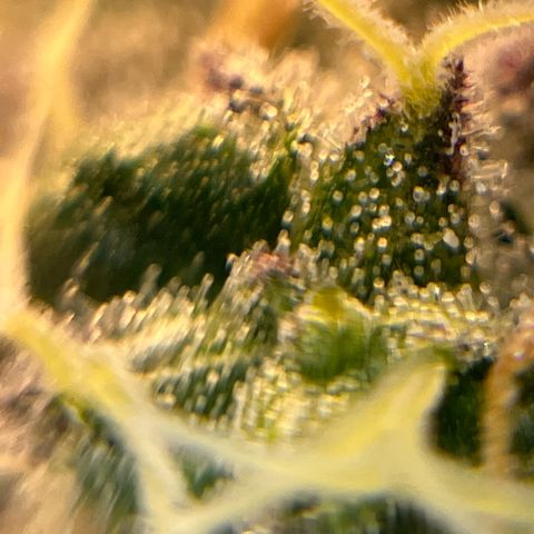 BOOBERRY COOKIES RBX growlog timeline photo