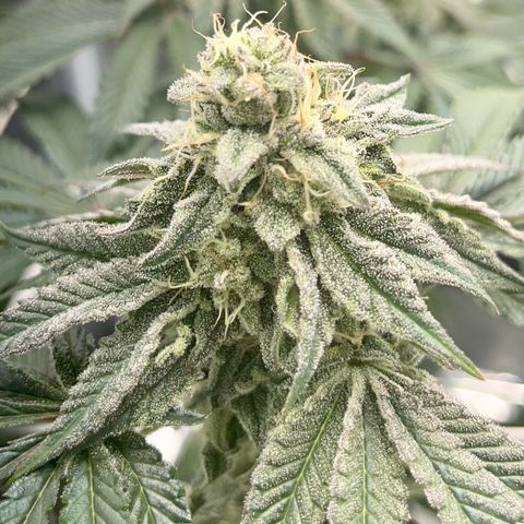 BOOBERRY COOKIES RBX growlog timeline photo