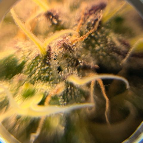 BOOBERRY COOKIES RBX growlog timeline photo