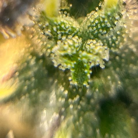 BOOBERRY COOKIES RBX growlog timeline photo
