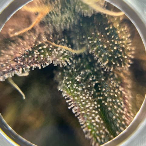 BOOBERRY COOKIES RBX growlog timeline photo