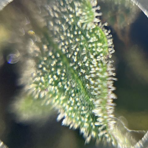 BOOBERRY COOKIES RBX growlog timeline photo