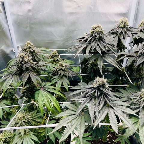 BOOBERRY COOKIES RBX growlog timeline photo