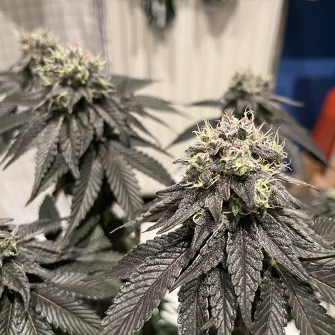 BOOBERRY COOKIES RBX growlog timeline photo