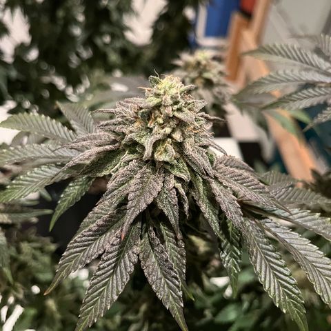 BOOBERRY COOKIES RBX growlog timeline photo