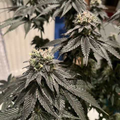 BOOBERRY COOKIES RBX growlog timeline photo