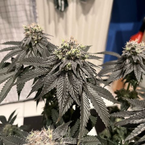 BOOBERRY COOKIES RBX growlog timeline photo