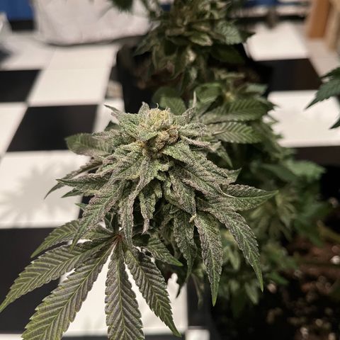 KMINTZ growlog timeline photo